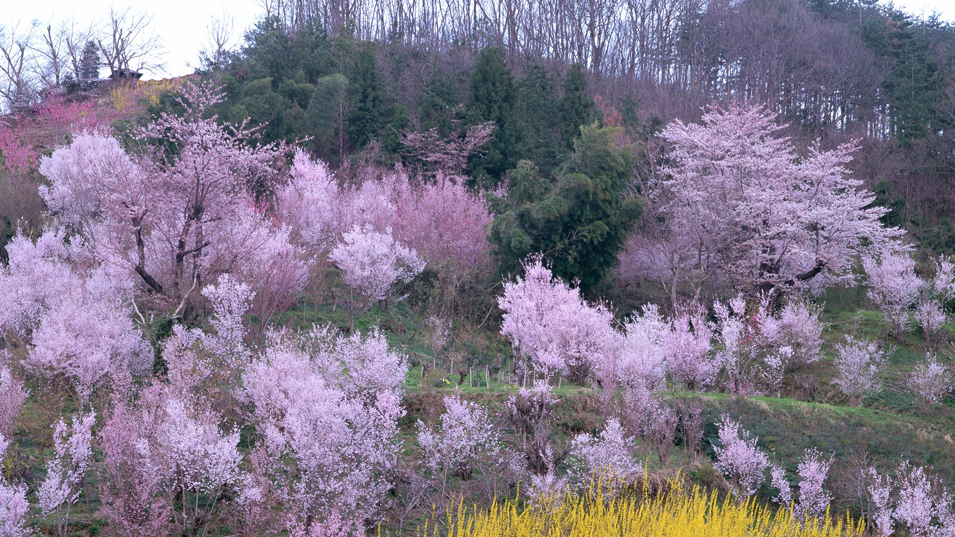 风景