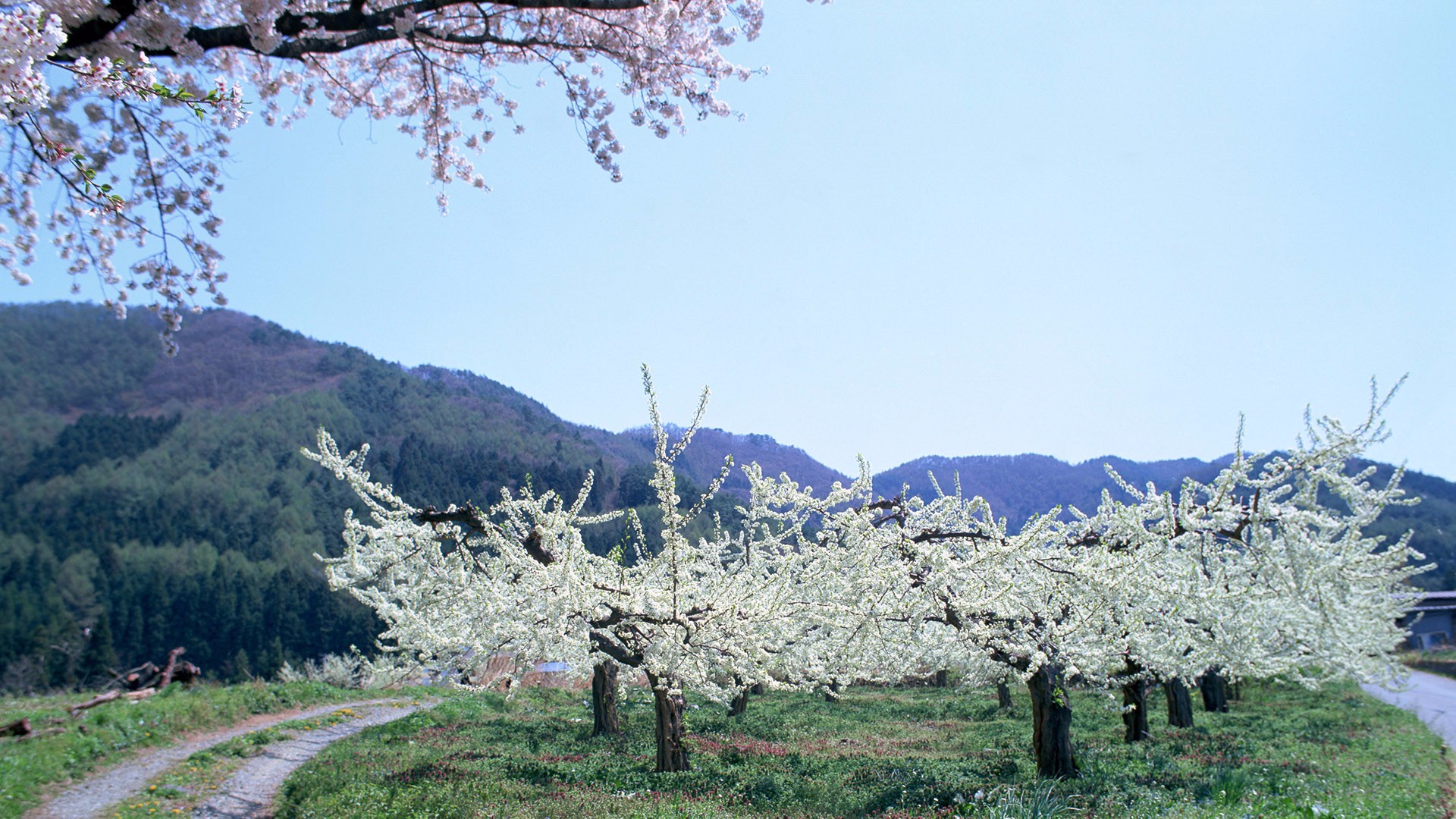 风景