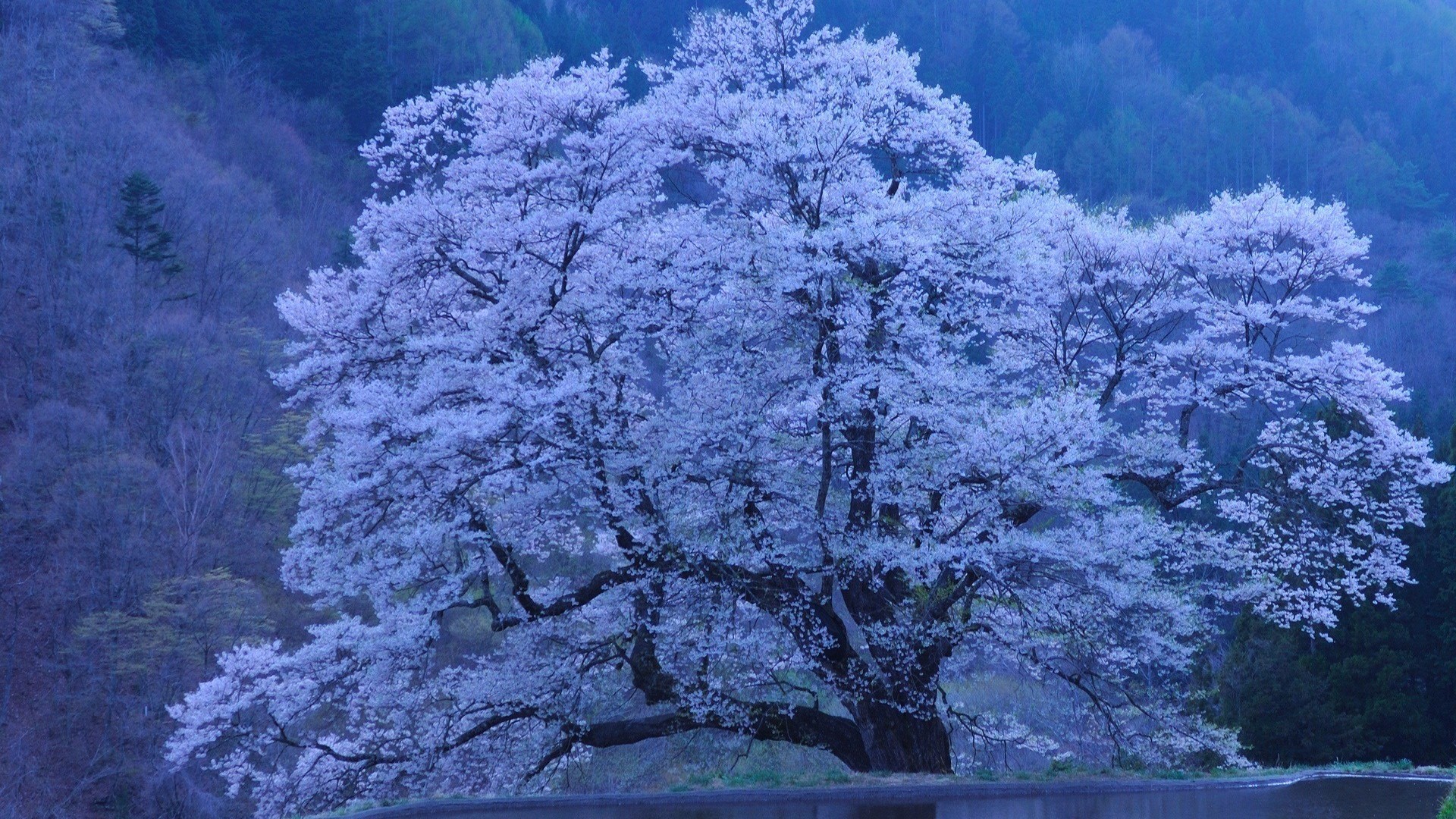 风景