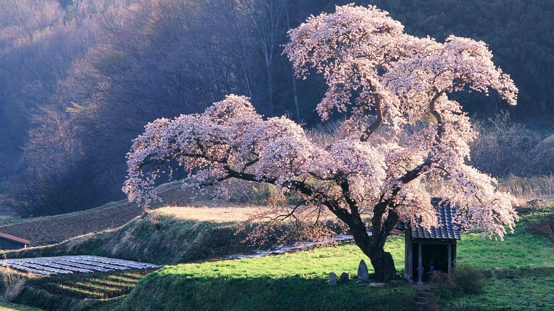 风景