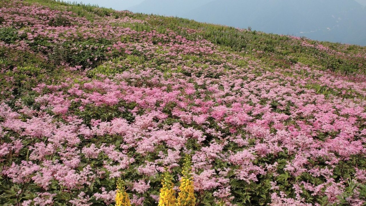 风景