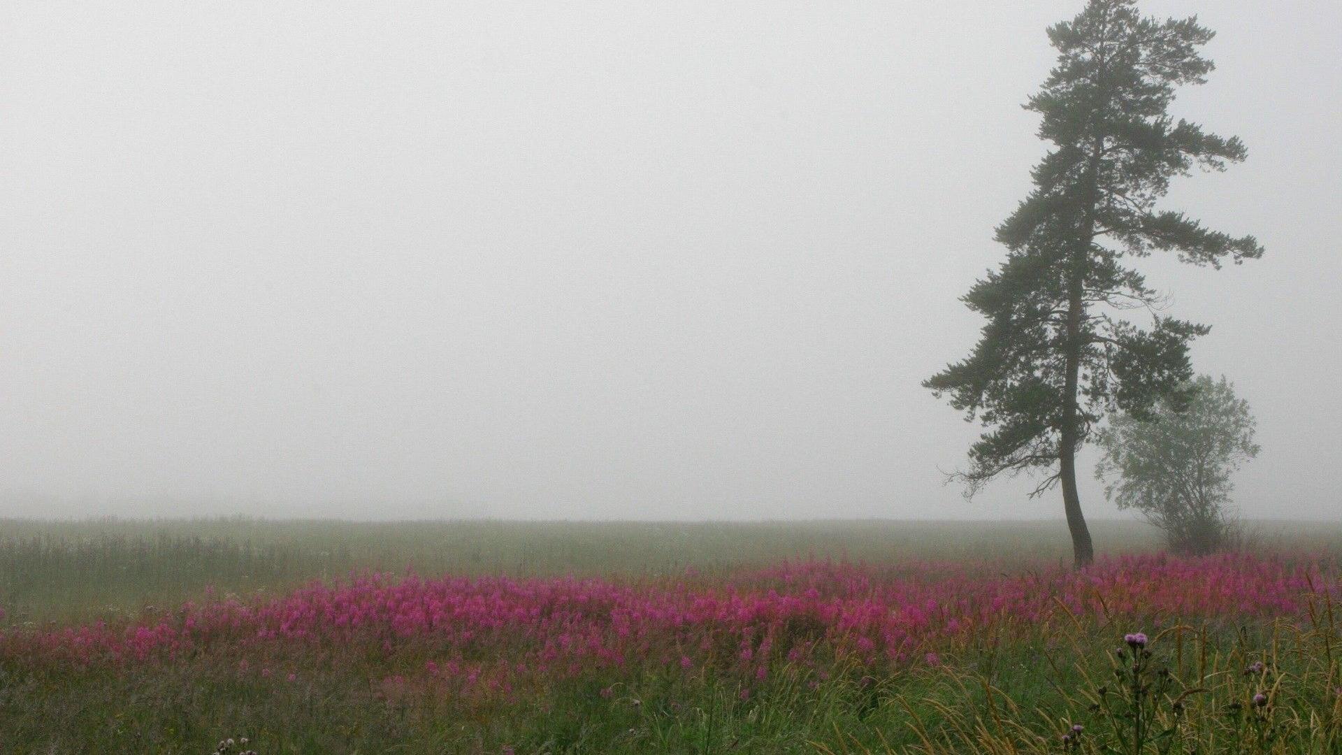 风景