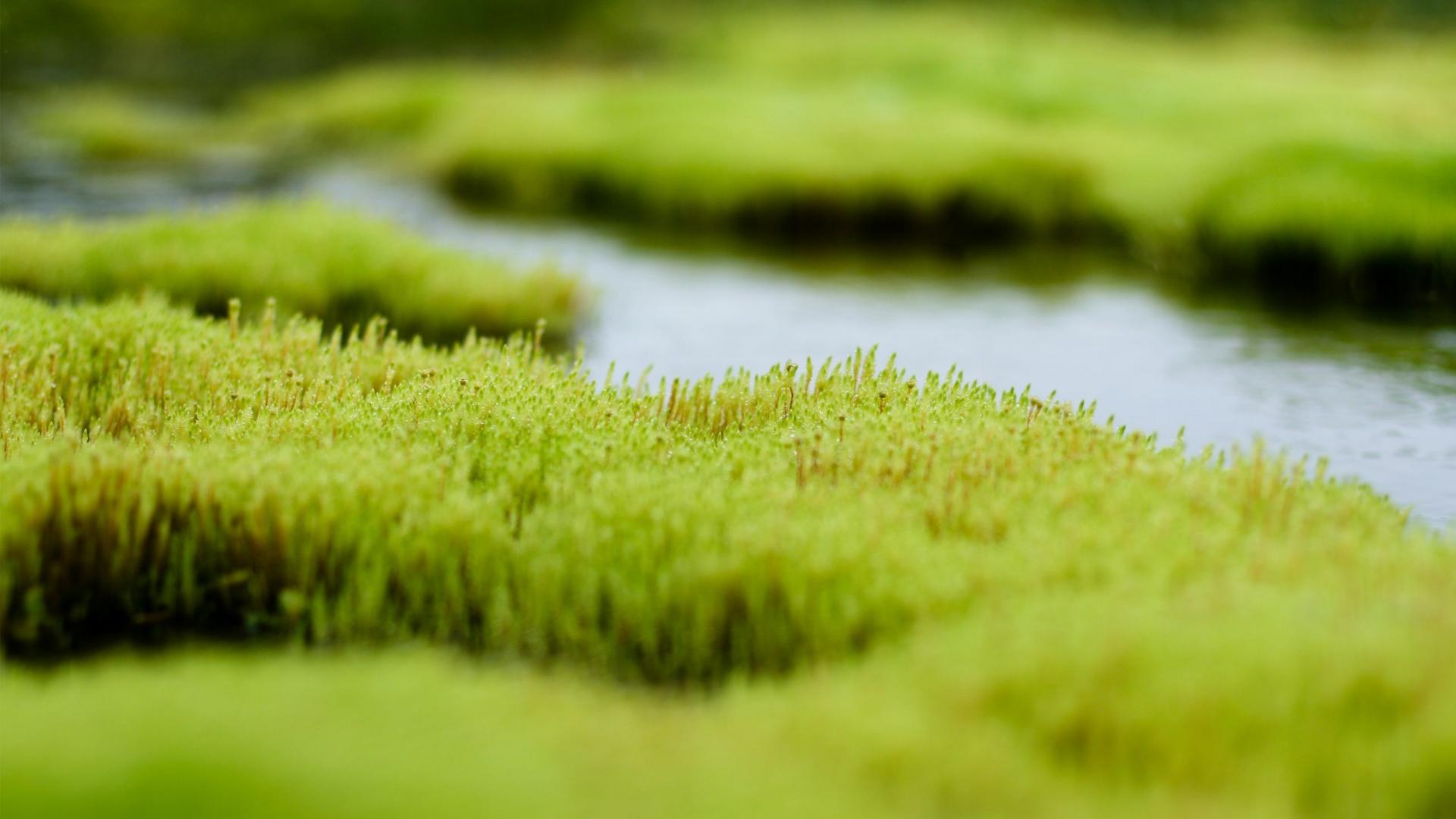 风景