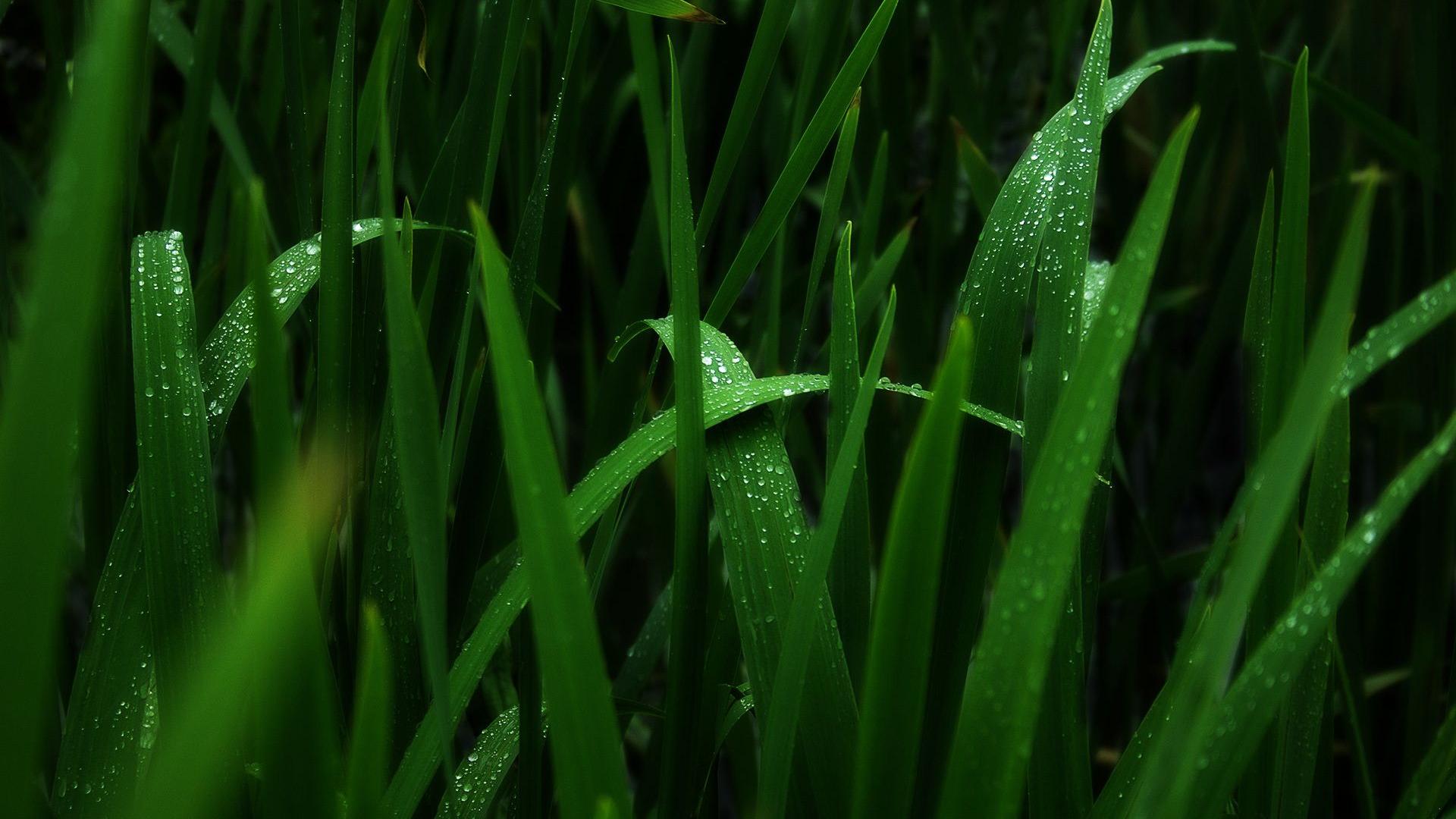 风景