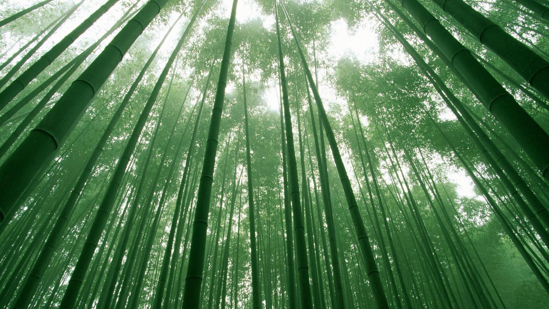 风景