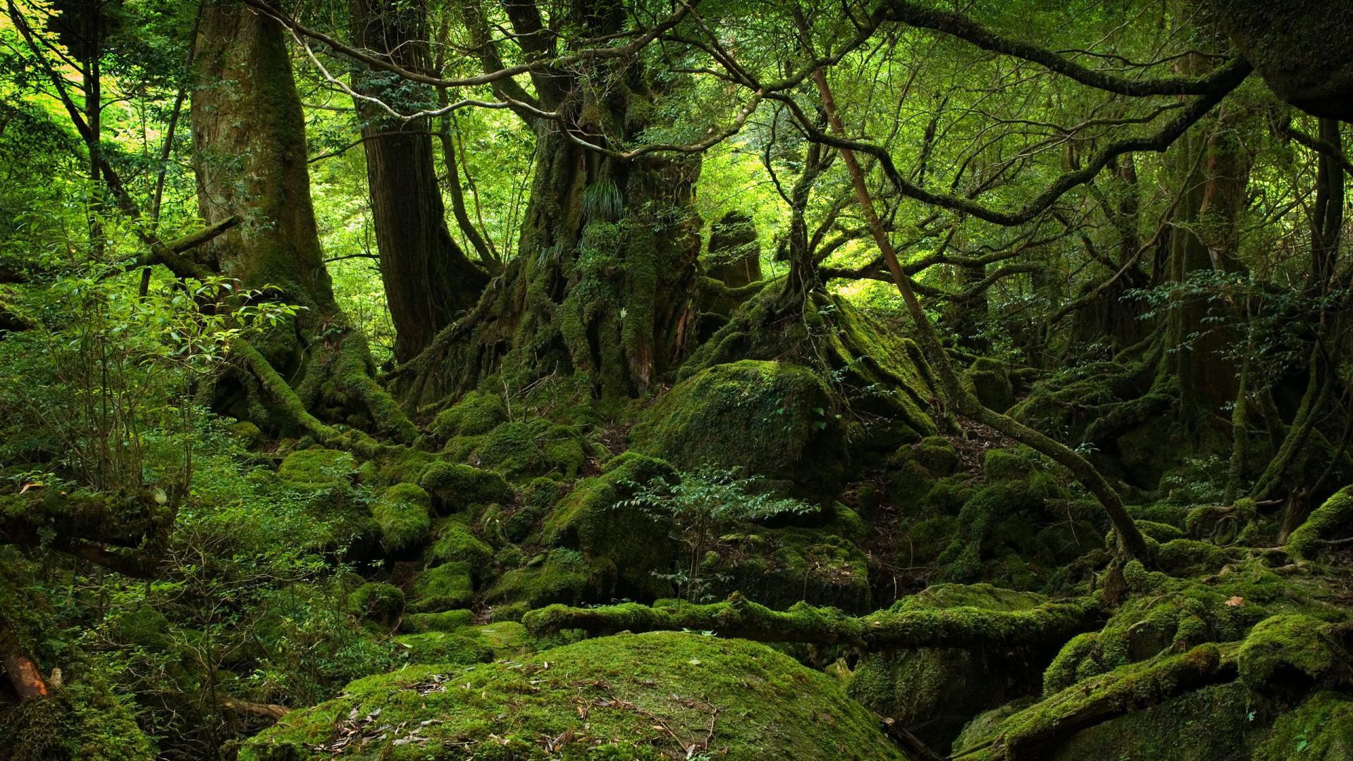 风景