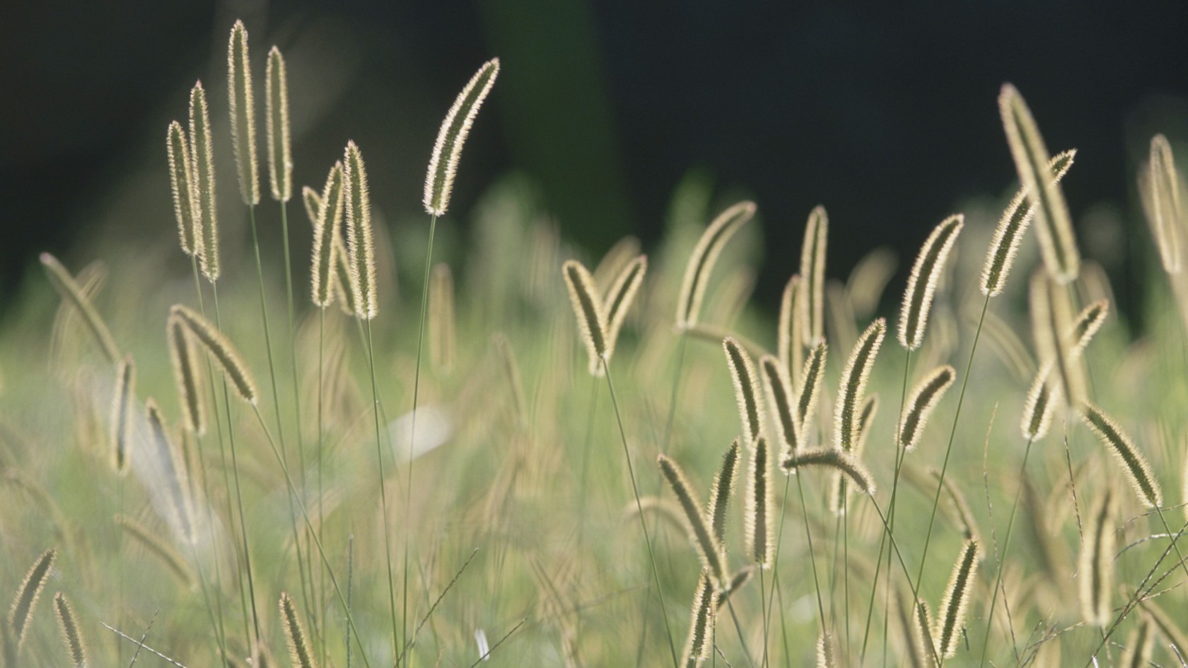 风景