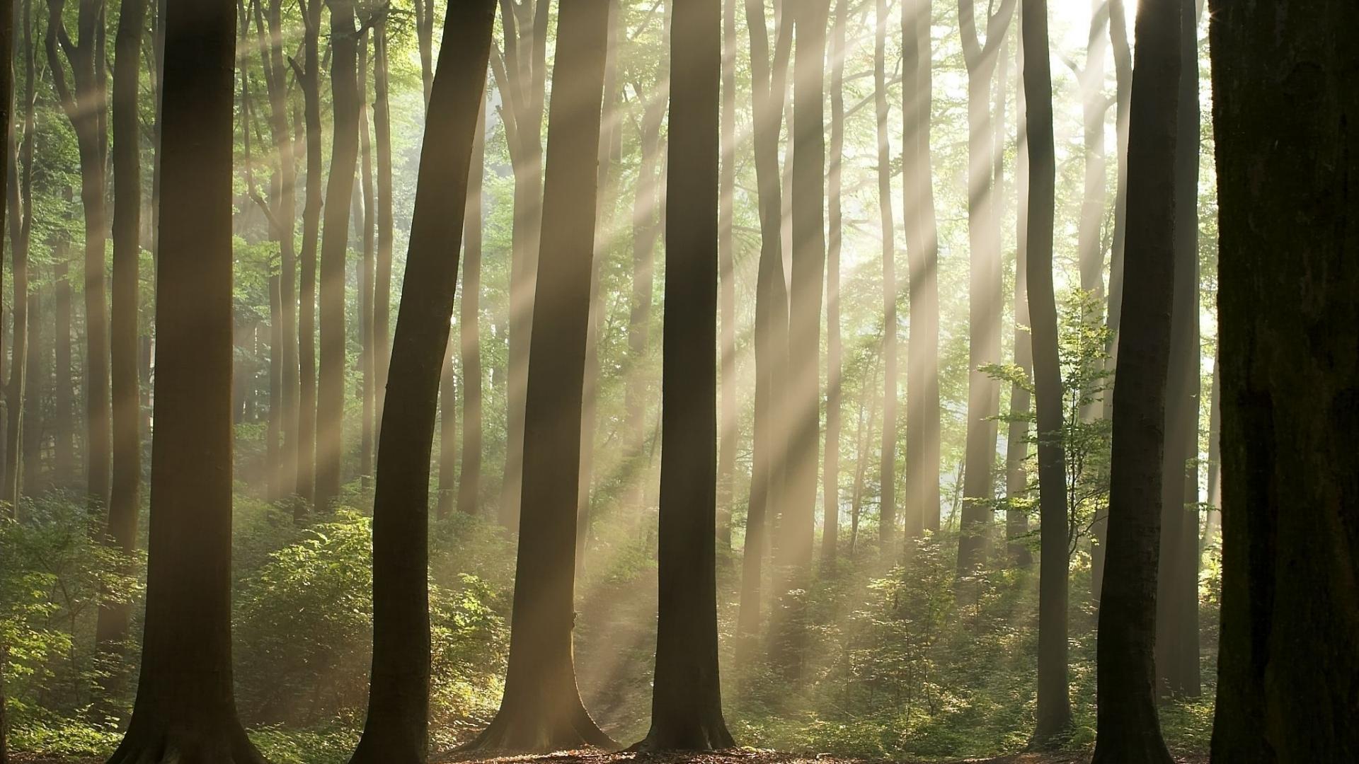 风景