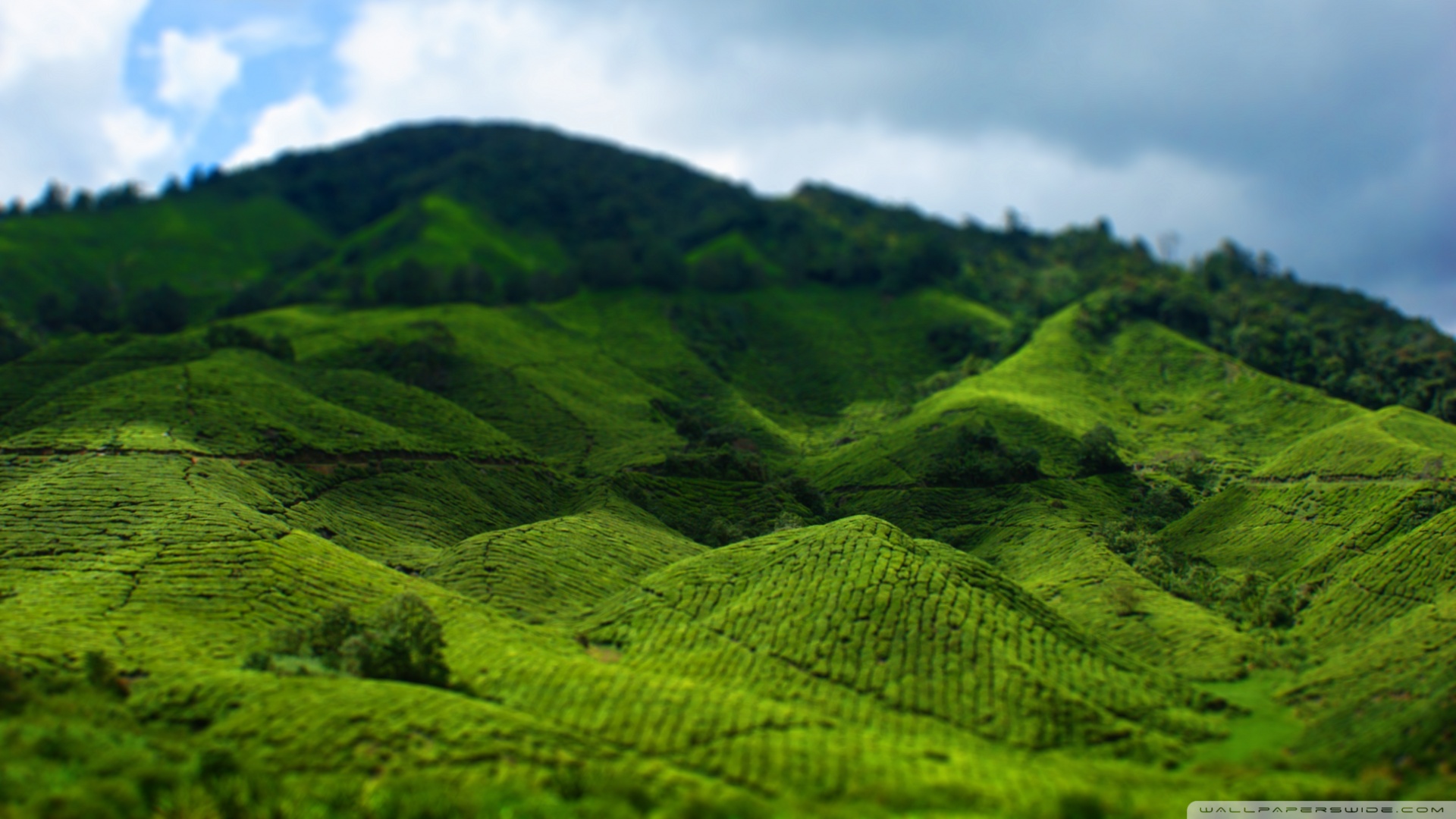 风景