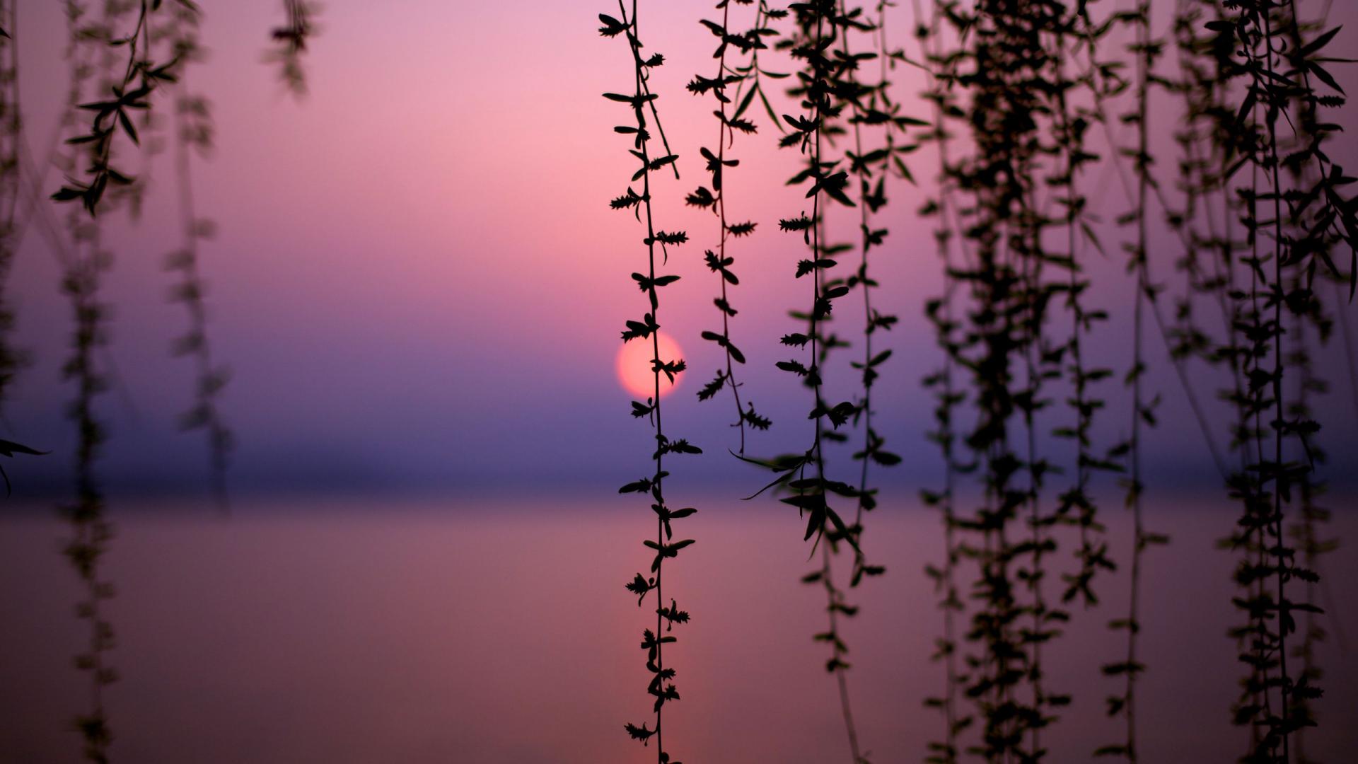 风景