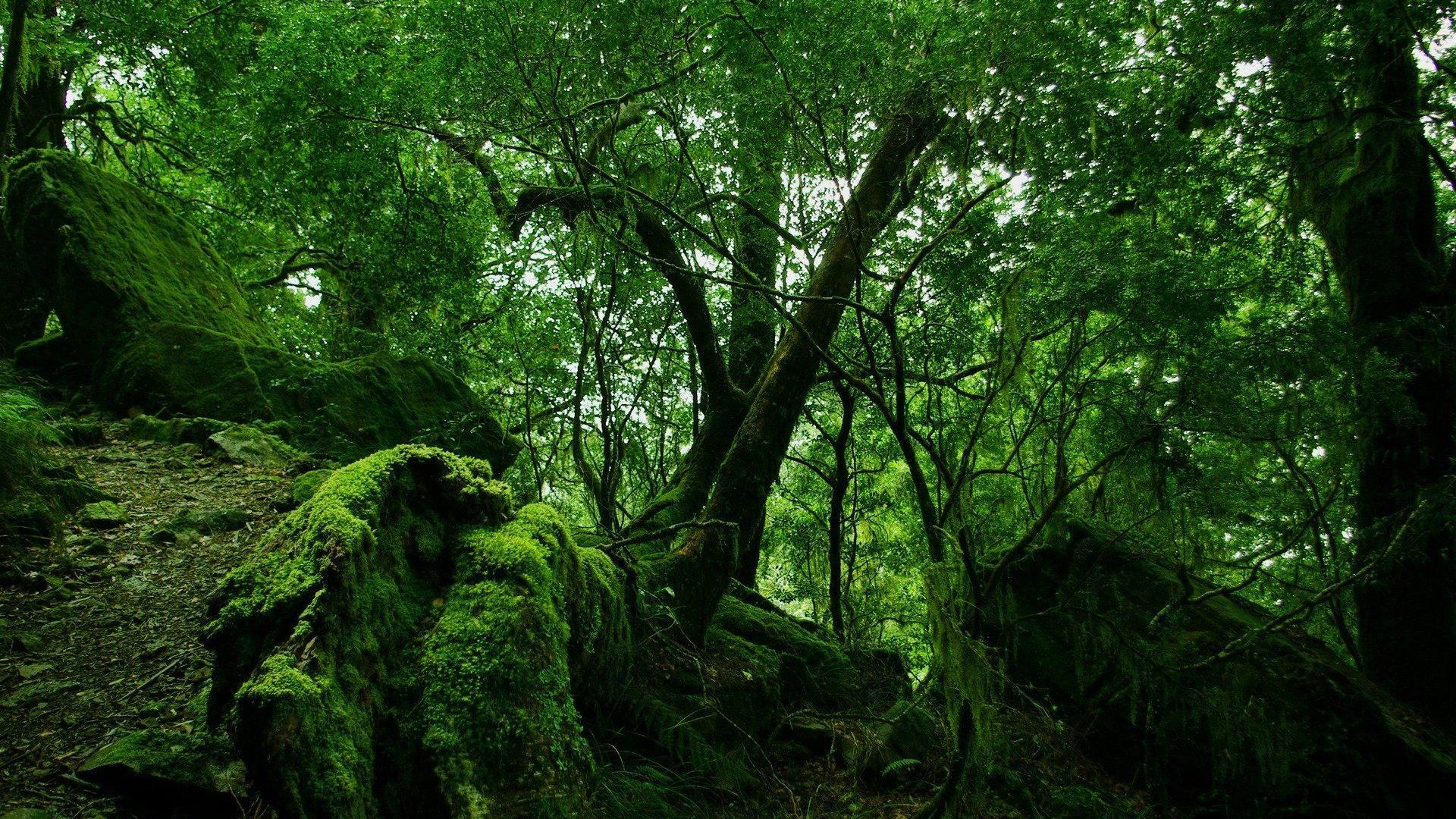 风景