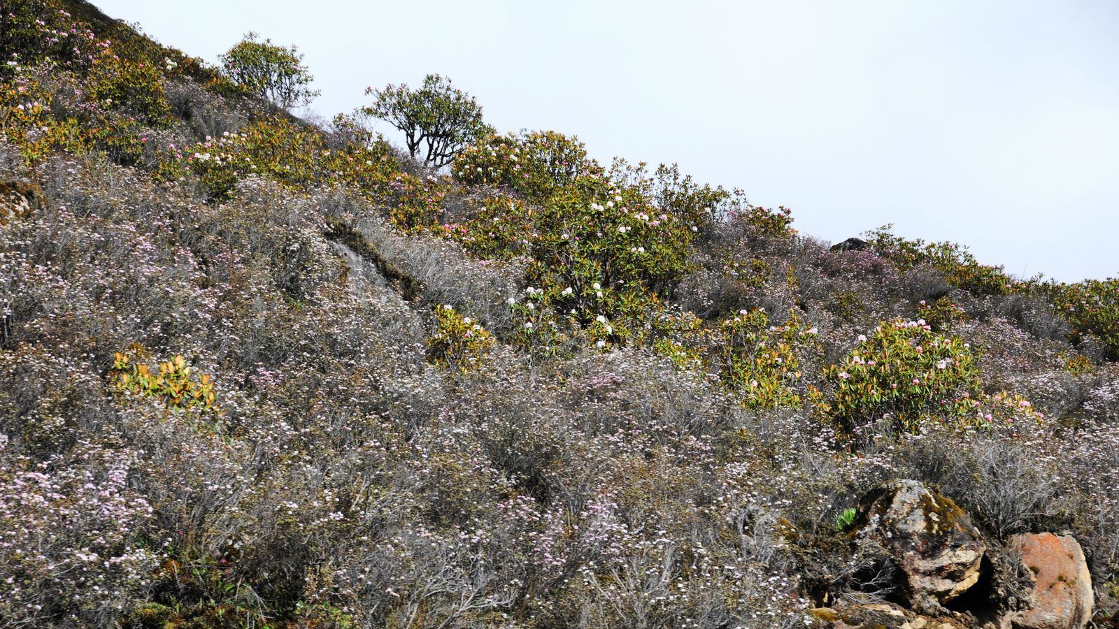 风景