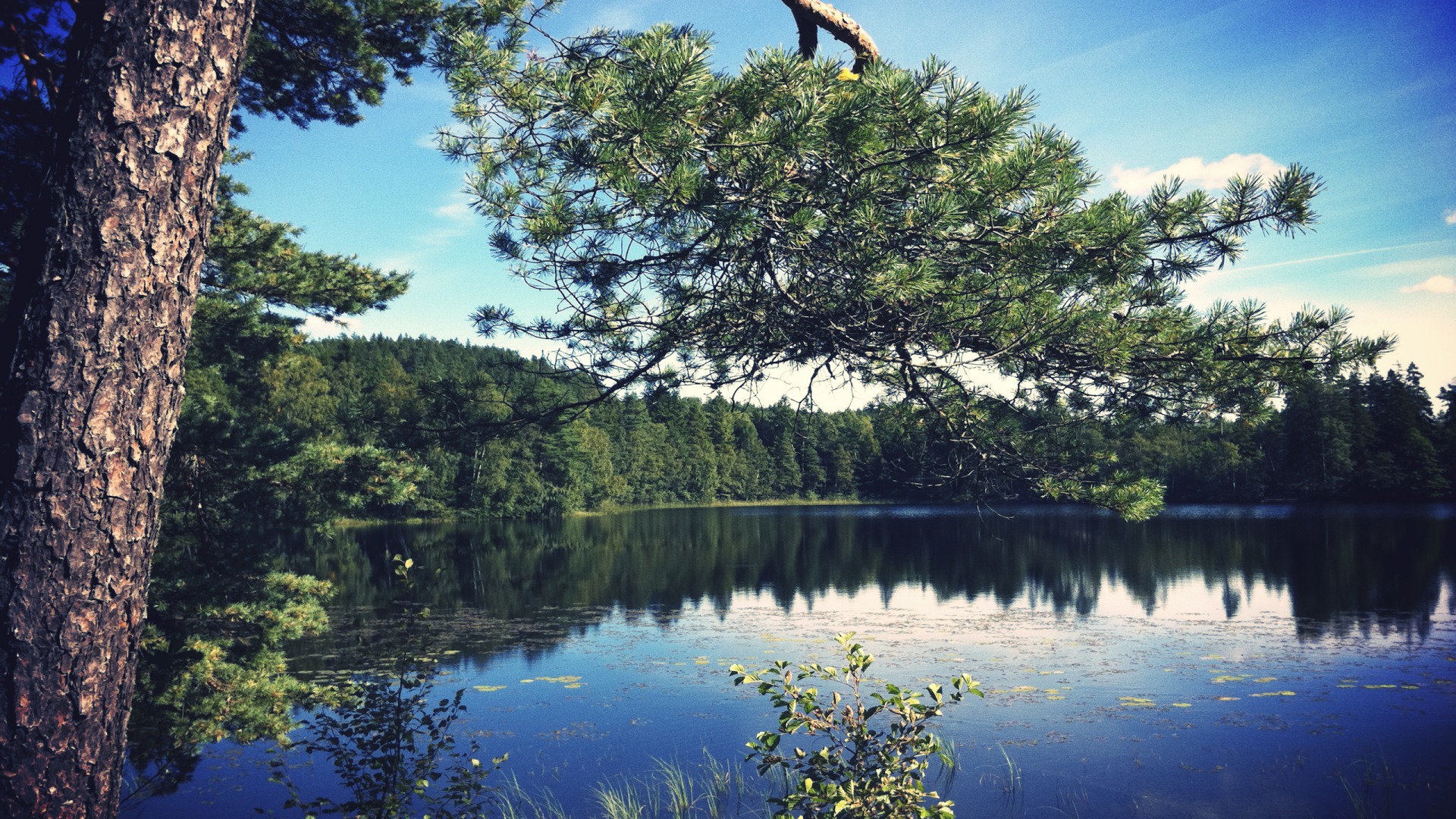 风景