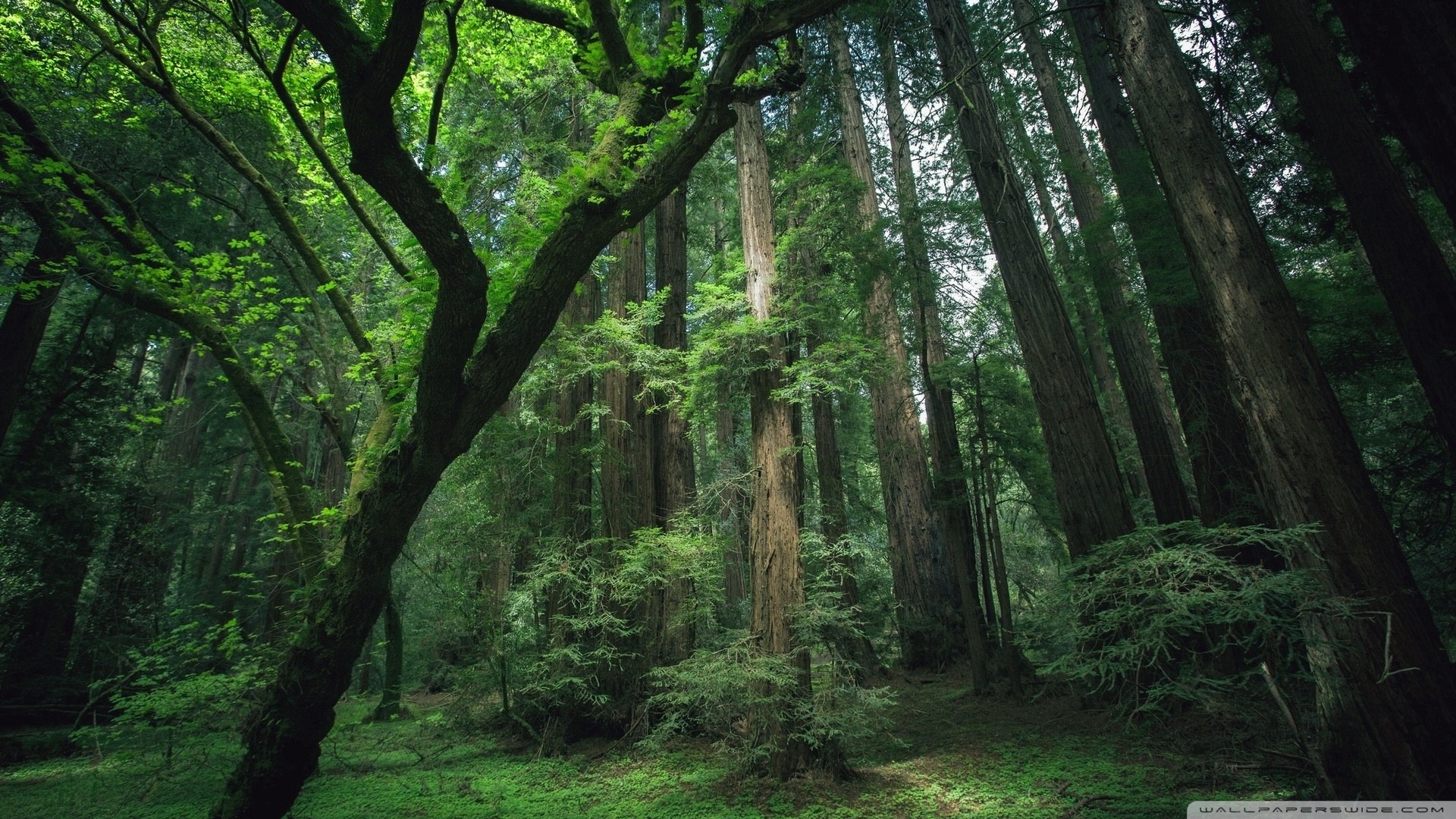 风景