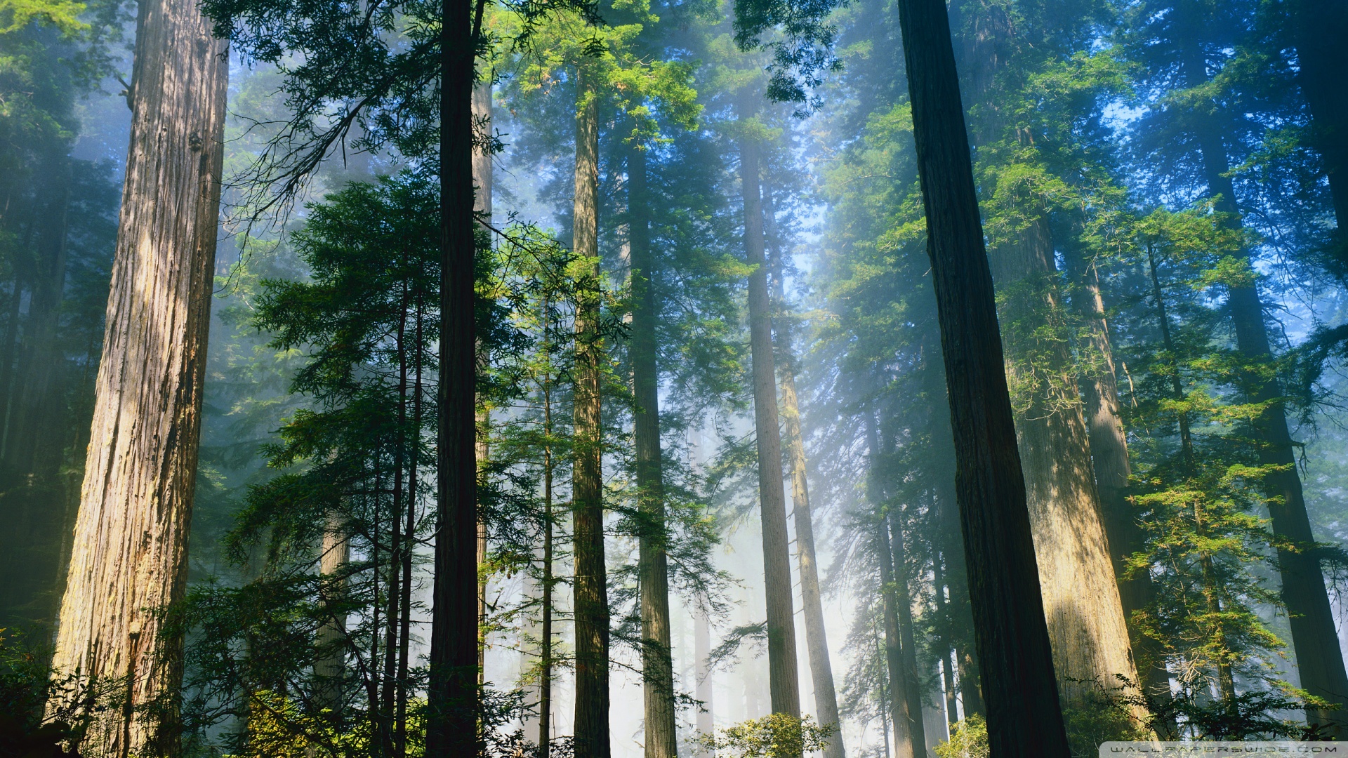 风景