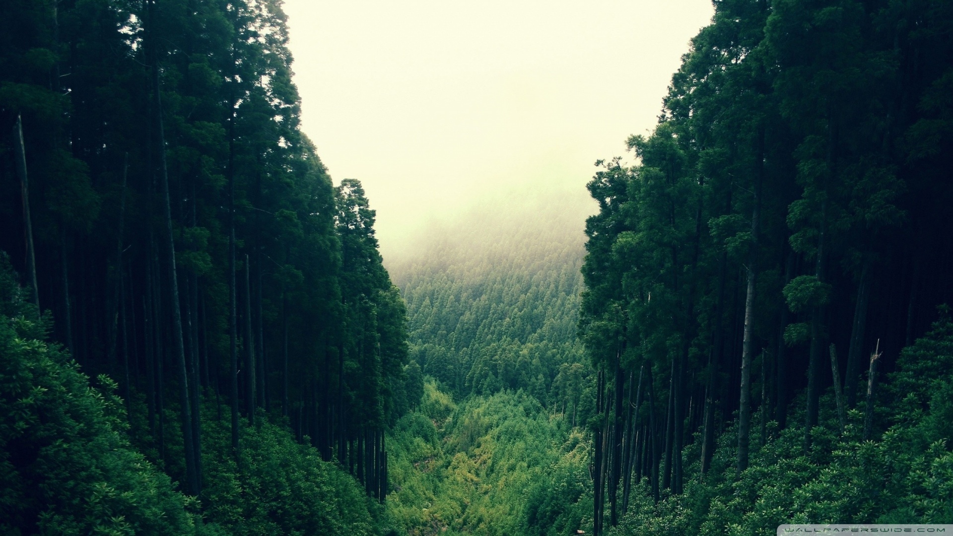 风景