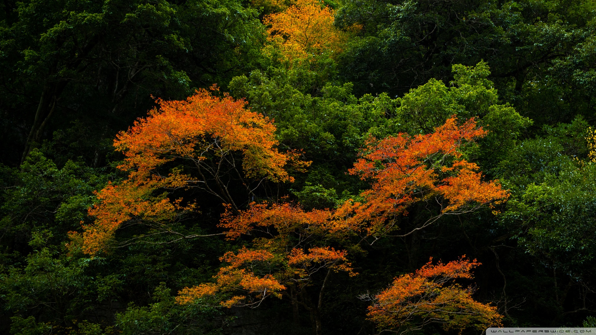 风景