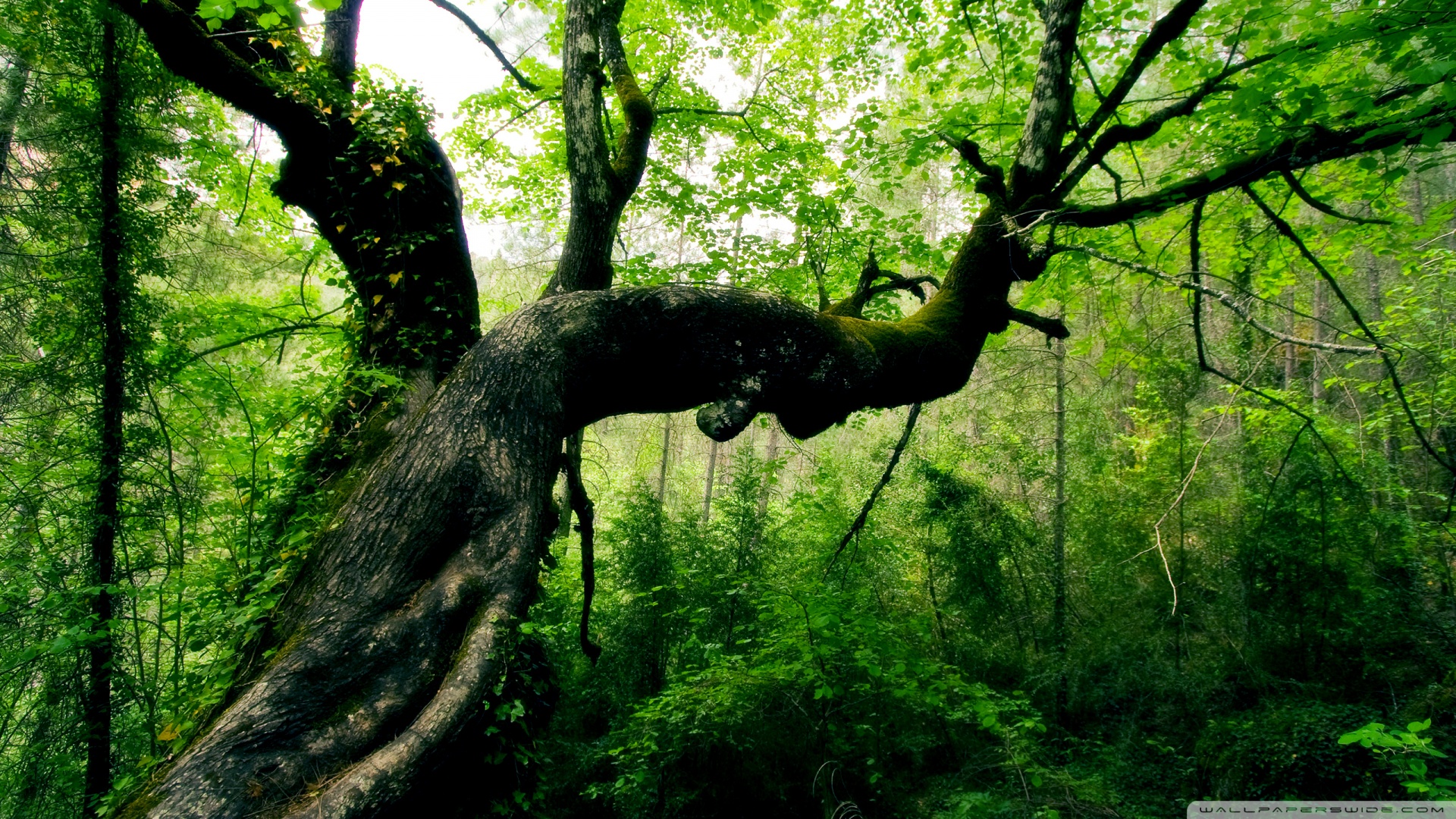 风景