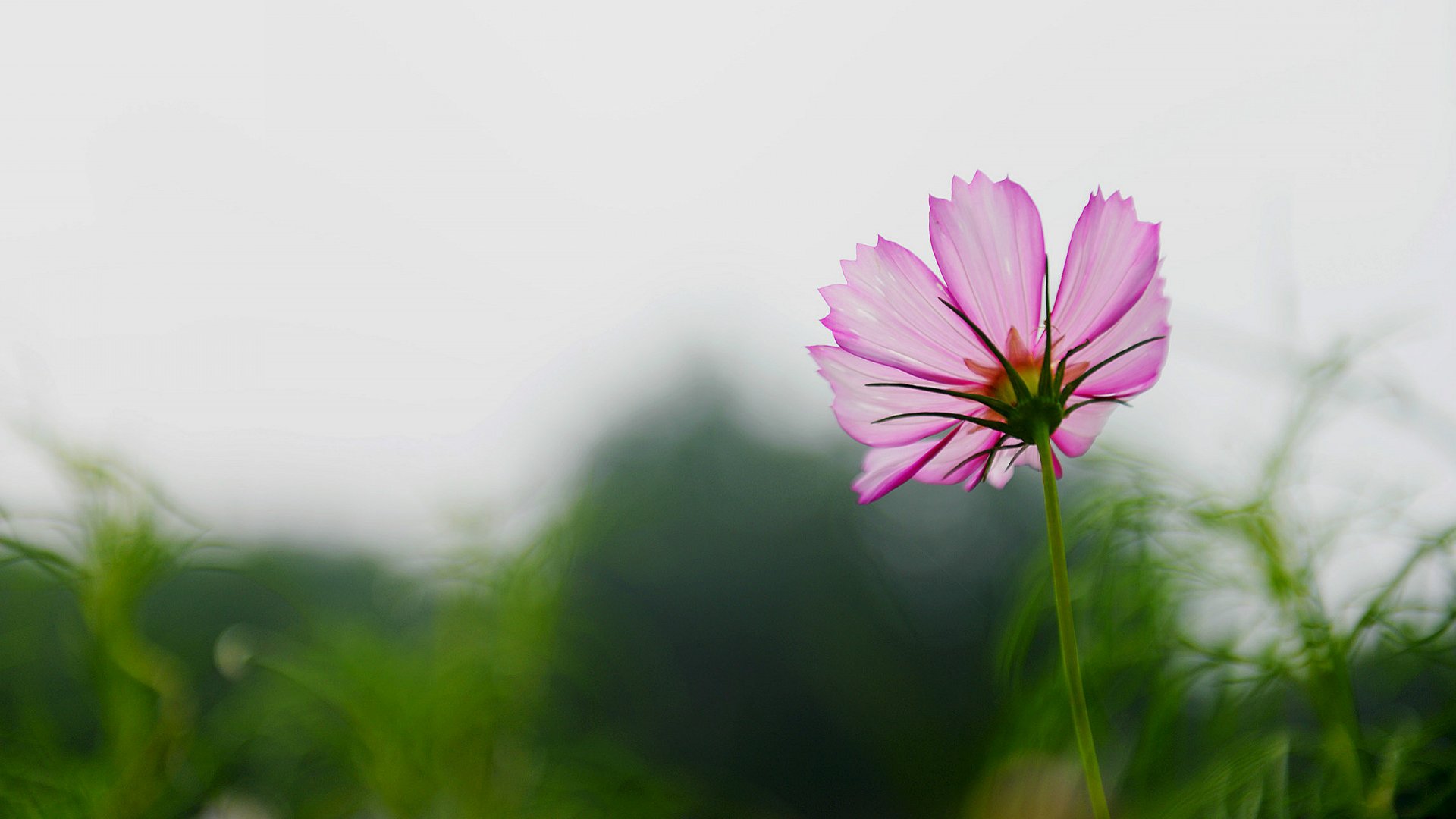 风景