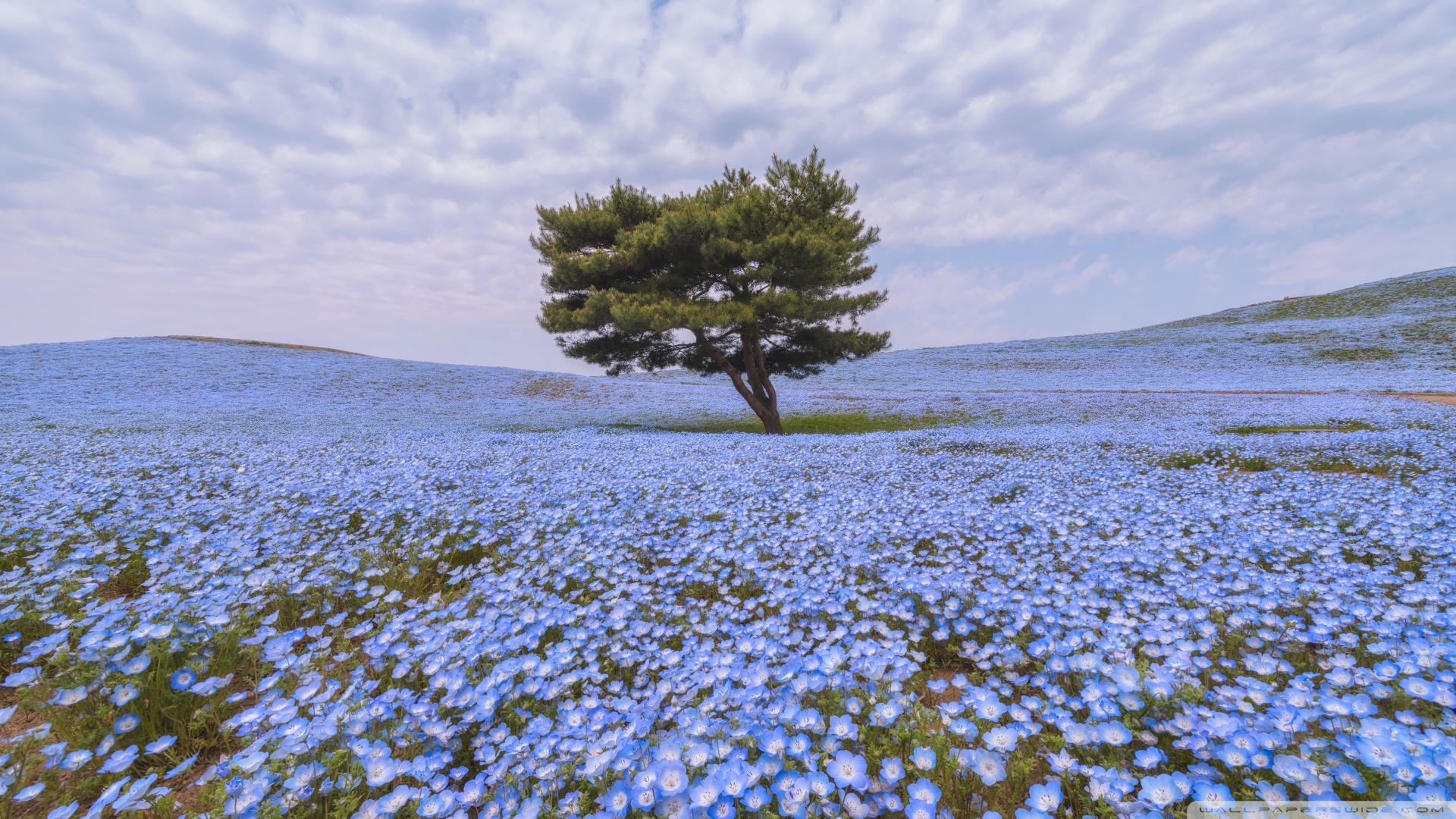风景