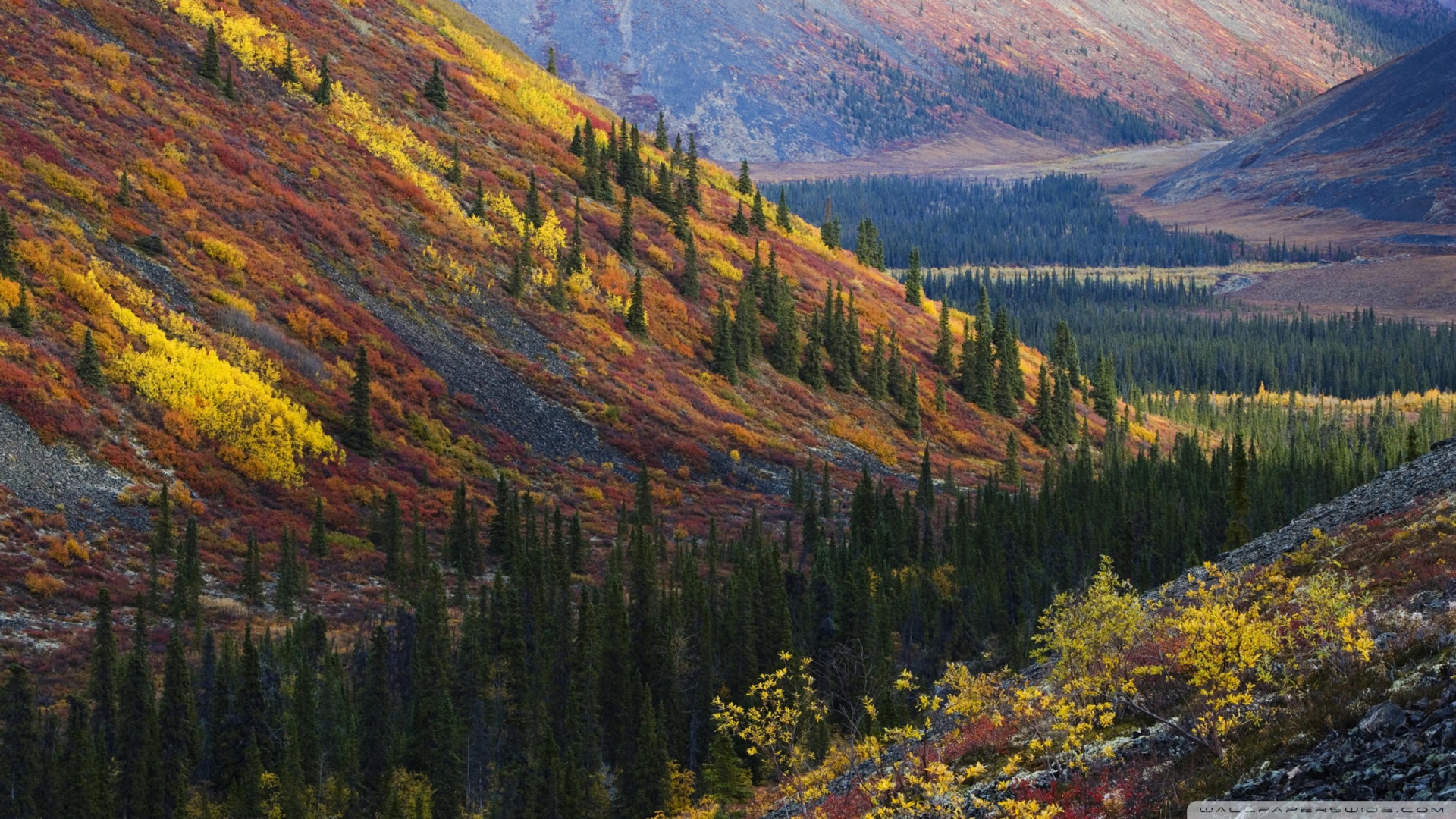 风景