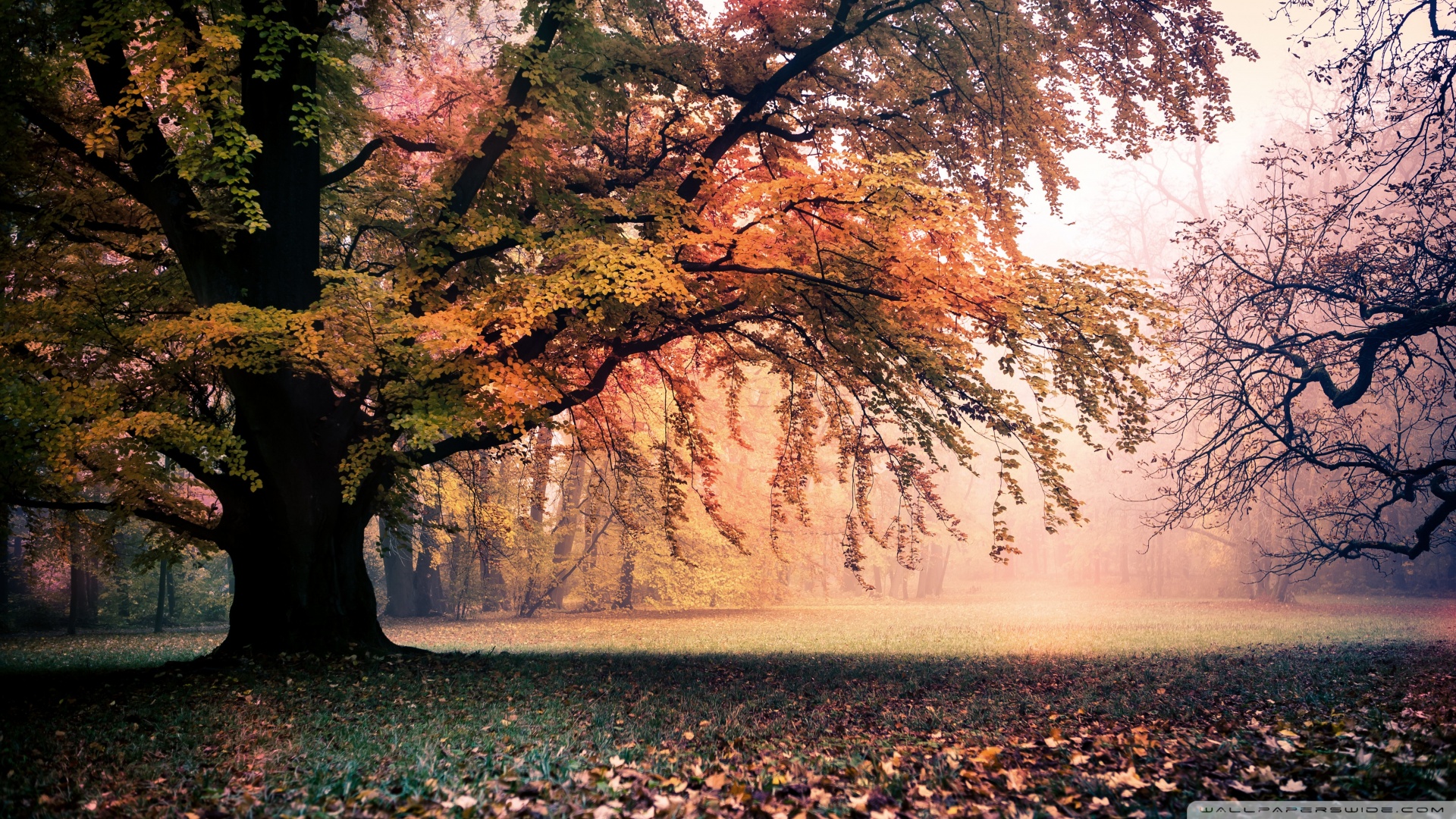 风景