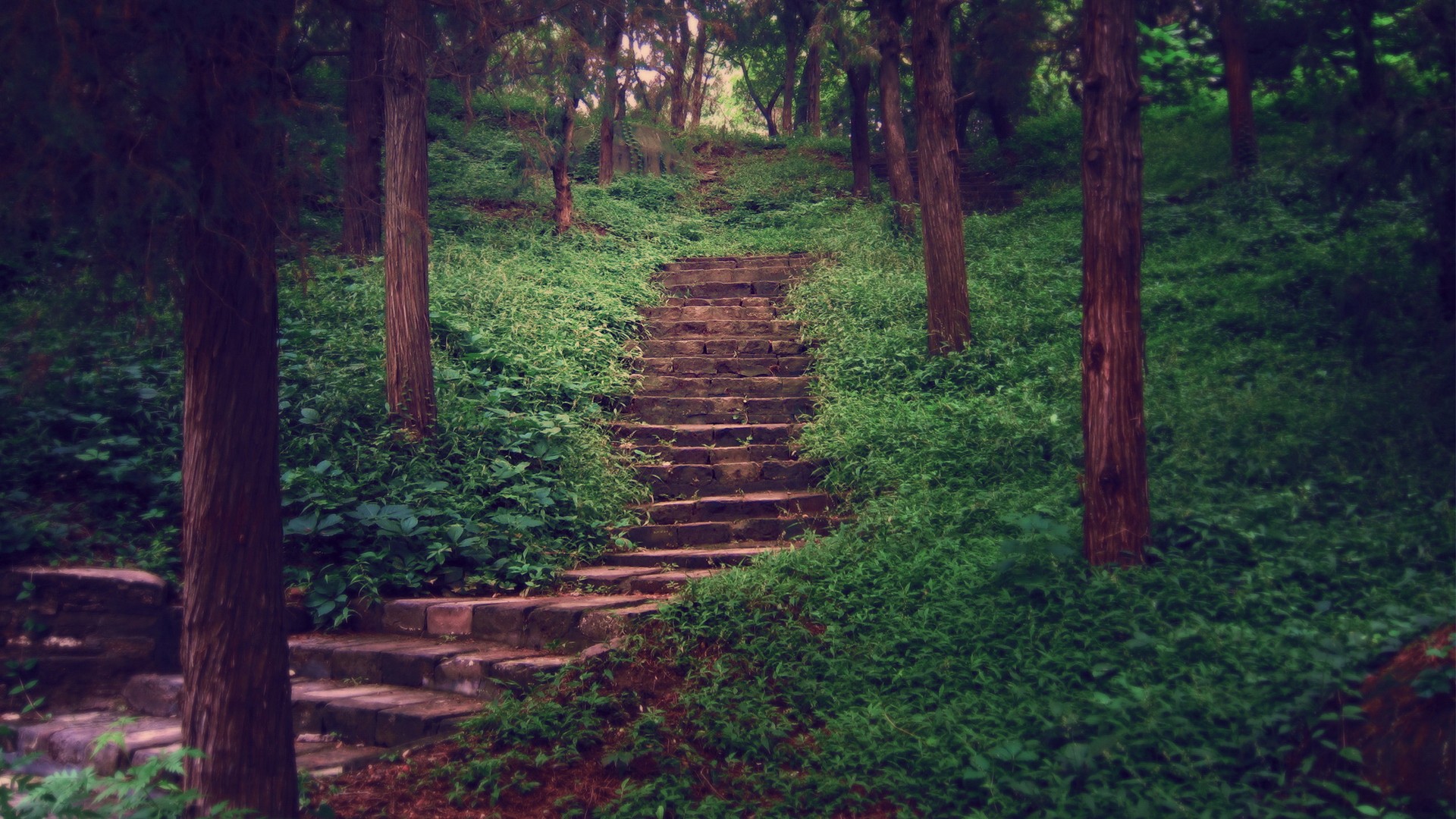 风景