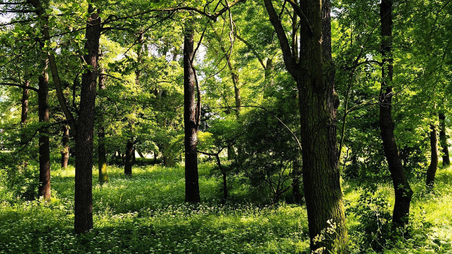 风景