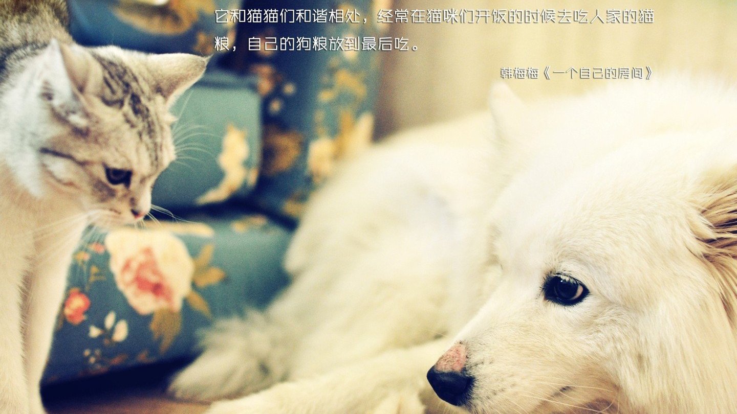 萌宠